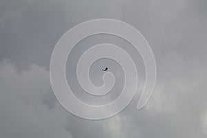 California Wildlife Series - Hawk with Cloudy Sky Backdrop