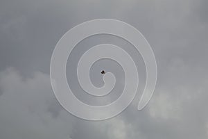 California Wildlife Series - Hawk with Cloudy Sky Backdrop