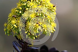 California Wildlife Series - Honey Bees on Flowering Aeonium - Zwartkop photo