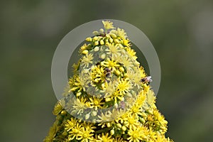 California Wildlife Series - Honey Bees on Flowering Aeonium - Zwartkop photo