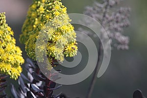 California Wildlife Series - Honey Bees on Flowering Aeonium - Zwartkop photo