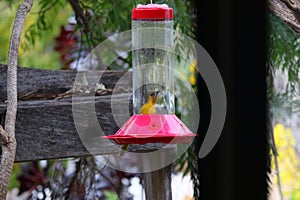 California Wildlife Series - Hooded Oriole Female Feeding at Hummingbird Feeder - Icterus cucullatus