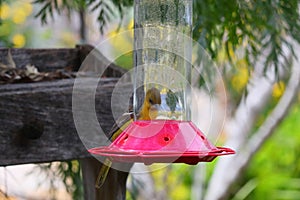 California Wildlife Series - Hooded Oriole Female Feeding at Hummingbird Feeder - Icterus cucullatus