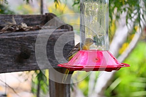 California Wildlife Series - Hooded Oriole Female Feeding at Hummingbird Feeder - Icterus cucullatus