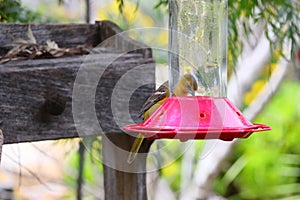 California Wildlife Series - Hooded Oriole Female Feeding at Hummingbird Feeder - Icterus cucullatus