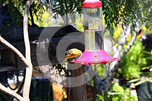 California Wildlife Series - Hooded Oriole - Icterus cuculatus