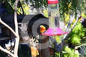 California Wildlife Series - Hooded Oriole - Icterus cuculatus