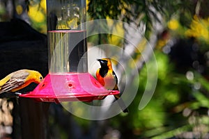 California Wildlife Series - Hooded Oriole - Icterus cuculatus