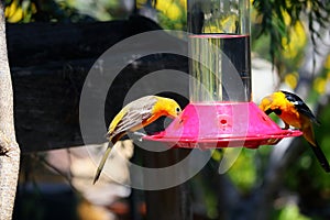 California Wildlife Series - Hooded Oriole - Icterus cuculatus