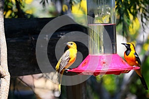 California Wildlife Series - Hooded Oriole - Icterus cuculatus