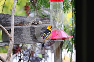 California Wildlife Series - Hooded Oriole Male and Female Feeding at Hummingbird Feeder - Icterus cucullatus