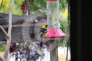 California Wildlife Series - Hooded Oriole Male and Female Feeding at Hummingbird Feeder - Icterus cucullatus