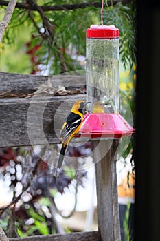 California Wildlife Series - Hooded Oriole Male and Female Feeding at Hummingbird Feeder - Icterus cucullatus