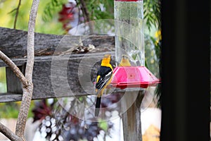 California Wildlife Series - Hooded Oriole Male and Female Feeding at Hummingbird Feeder - Icterus cucullatus