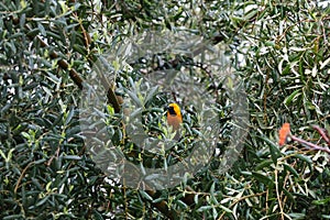 California Wildlife Series - Hooded Oriole Perched in Olive Tree - Icterus cucullatus