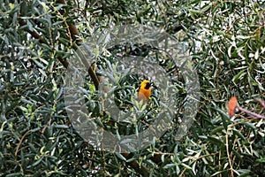 California Wildlife Series - Hooded Oriole Perched in Olive Tree - Icterus cucullatus