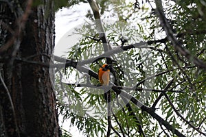 California Wildlife Series - Hooded Oriole Perched in Silky Oak Tree - Icterus cucullatus
