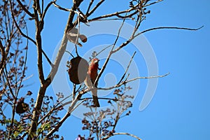 California Wildlife Series - House Finch in Jacaranda Tree - Haemorhous mexicanus