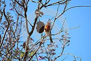 California Wildlife Series - House Finch in Jacaranda Tree - Haemorhous mexicanus