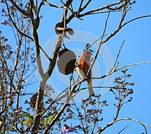 California Wildlife Series - House Finch in Jacaranda Tree - Haemorhous mexicanus