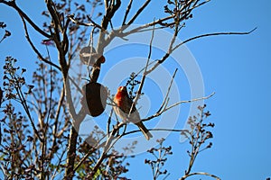 California Wildlife Series - House Finch in Jacaranda Tree - Haemorhous mexicanus