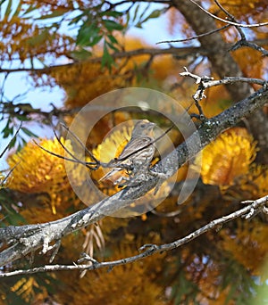 California Wildlife Series - House Finch in Silky Oak Tree - Haemorhous mexicanus