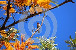 California Wildlife Series - House Finch in Silky Oak Tree - Haemorhous mexicanus