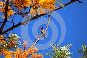 California Wildlife Series - House Finch in Silky Oak Tree - Haemorhous mexicanus