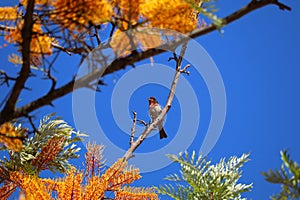 California Wildlife Series - House Finch in Silky Oak Tree - Haemorhous mexicanus