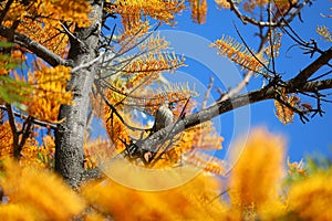 California Wildlife Series - House Finch in Silky Oak Tree - Haemorhous mexicanus