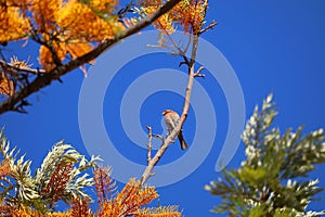 California Wildlife Series - House Finch in Silky Oak Tree - Haemorhous mexicanus