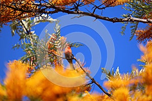 California Wildlife Series - House Finch in Silky Oak Tree - Haemorhous mexicanus