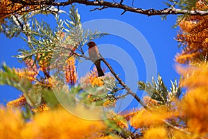 California Wildlife Series - House Finch in Silky Oak Tree - Haemorhous mexicanus