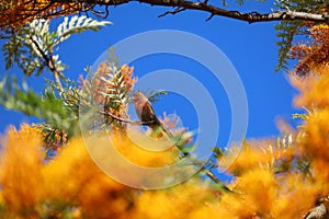 California Wildlife Series - House Finch in Silky Oak Tree - Haemorhous mexicanus