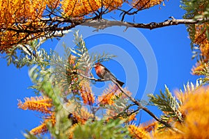 California Wildlife Series - House Finch in Silky Oak Tree - Haemorhous mexicanus