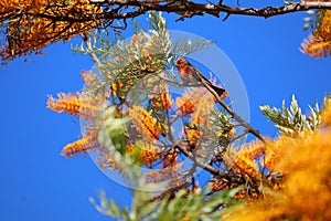 California Wildlife Series - House Finch in Silky Oak Tree - Haemorhous mexicanus