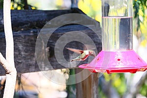 California Wildlife Series - Hummingbird at Feeder - San Diego