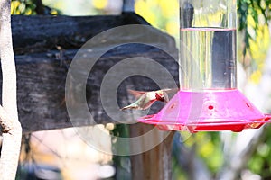 California Wildlife Series - Hummingbird at Feeder - San Diego