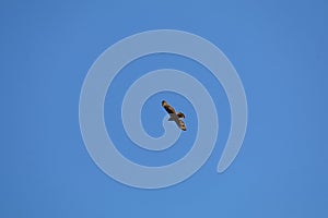 California Wildlife Series - Juvenile Red-tailed Hawk - Buteo jamaicensis - with blue sky photo