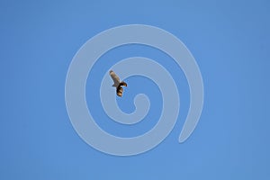 California Wildlife Series - Juvenile Red-tailed Hawk - Buteo jamaicensis - with blue sky photo