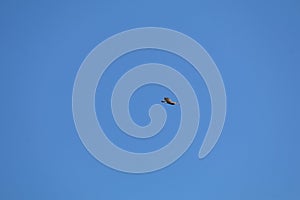 California Wildlife Series - Juvenile Red-tailed Hawk - Buteo jamaicensis - with blue sky photo