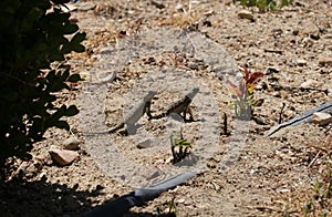California Wildlife Series - Lizards on Sand in Paso Robles
