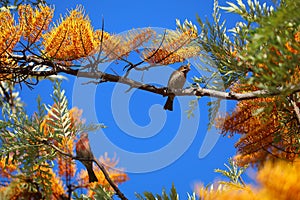 California Wildlife Series - Pair of House Finch in Silky Oak Tree - Haemorhous mexicanus