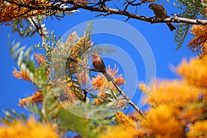 California Wildlife Series - Pair of House Finch in Silky Oak Tree - Haemorhous mexicanus