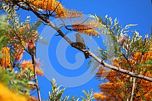 California Wildlife Series - Pair of House Finch in Silky Oak Tree - Haemorhous mexicanus