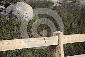 California Wildlife Series - Ramona Grasslands Preserve - Native Bird on Fence