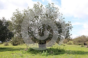 California Wildlife Series - Ramona Grasslands Preserve - Oak Tree with Rocks