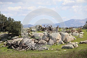 California Wildlife Series - Ramona Grasslands Preserve - Oak Tree with Rocks