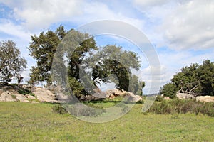 California Wildlife Series - Ramona Grasslands Preserve - Oak Tree with Rocks