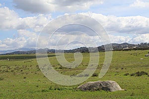 California Wildlife Series - Ramona Grasslands Preserve - Oak Tree with Rocks